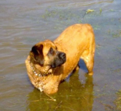 A very large mastiff looking dog with black ears and a black muzzle with a tan body standing in a large body of water looking to the right