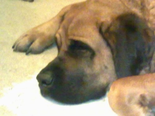 Close up side view head shot of a big tan dog with a black muzzle, black ears and big paws laying down sleeping