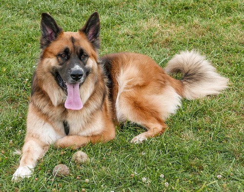 german shepherd mix saint bernard