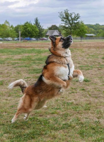 An extra large breed tan and brown dog with white on his undersides and a black muzzle jumping up in the air in a grassy feild