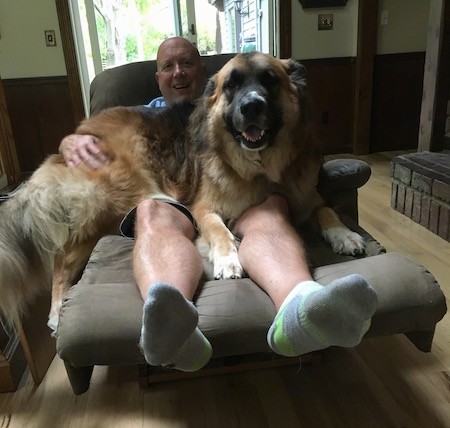 German shepherd mixed deals with saint bernard