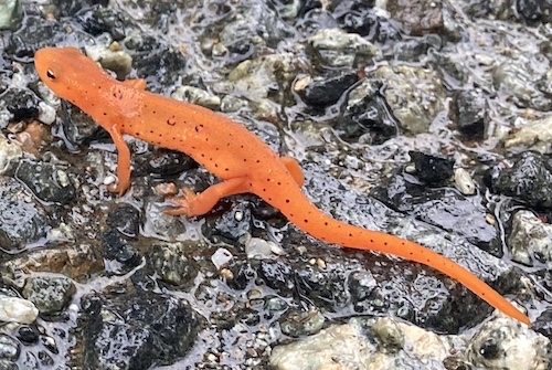 An orange salamander on wet pavement