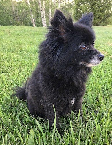 A fluffy little dog with a graying muzzle and perk ears, brown eyes and a black nose sitting down in grass