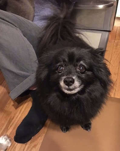 A thick coated little black dog with a graying muzzle sitting on a hardwood floor next to a person who is sitting on the floor next to the dog