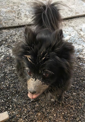 A little thick coated black dog with mud covering his muzzle standing outside