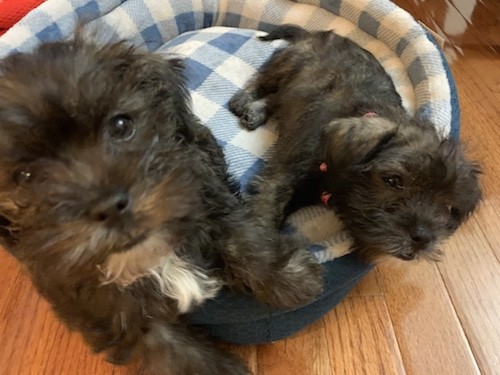 shih tzu schnauzer mix haircut