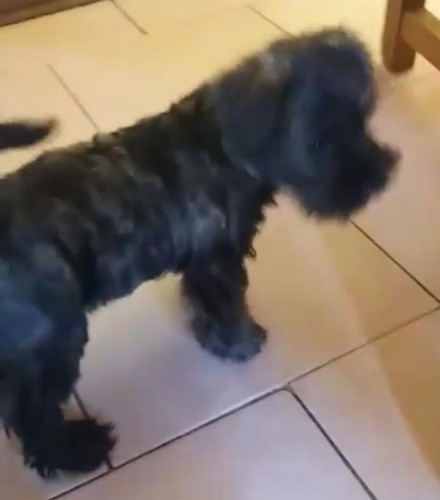 A little black dog with a wavy coat and fold over ears standing on a tan tiled floor next to a wooden chair