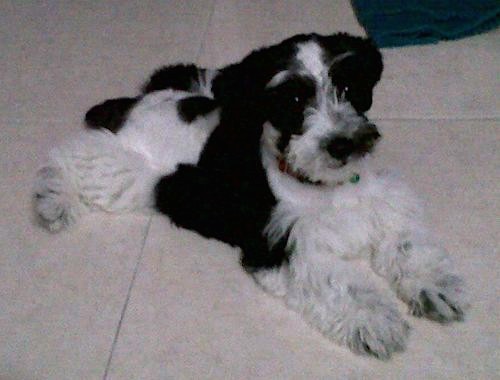 A black and white wavy, thick haired, soft coated little puppy laying down on a tan tiled floor