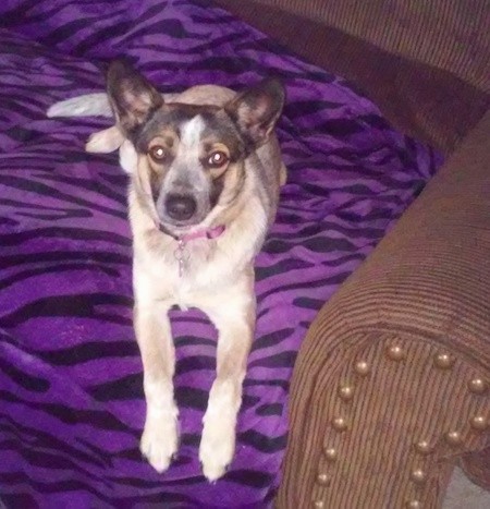 A thick coated black, tan, white an gray dog with large prick ears laying down on a purple blanket on top of a brown couch