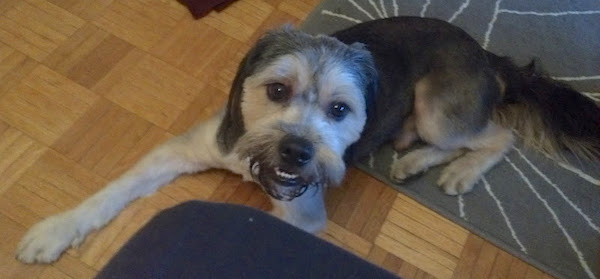 A tan and black dog with the face of a Shih Tzu and body of a German Shepherd laying down on a blue throw rug inside a house