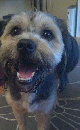 Close up of a tan and black dog with ears that hang to the sides and a big black nose standing inside a house