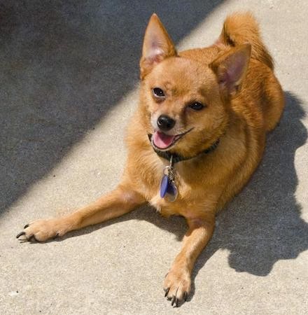 A small, thick coated, red-colored dog with a happy look on his face, soft-looking almond shaped eyes, prick ears and a black nose with a little pink tongue showing laying down on a tan carpet