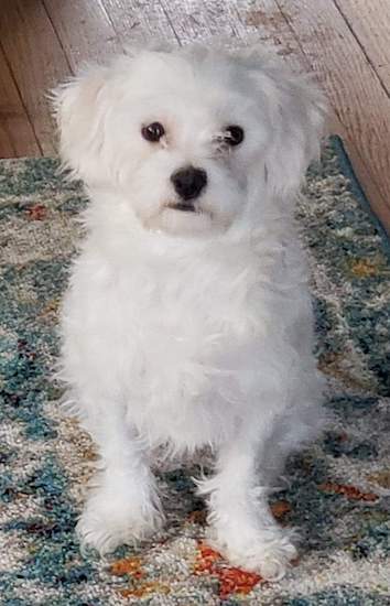 A pure white small dog with round black eyes and a black nose sitting down on a colorful carpet