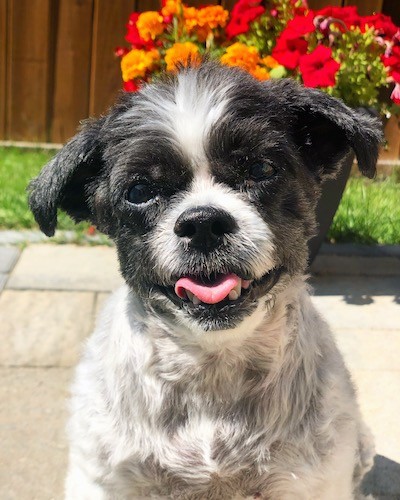 A little black and white dog with small fold over ears sitting down outside with his pink tongue showing and bright orange and red flowers in the background