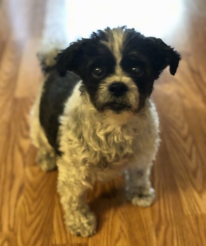 A small black and white puppy with a black head and saddle back with a white chest and back end standing inside a house on a hardwood floor