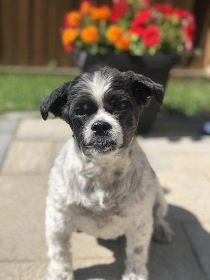 A small black, white with gray dog sitting down outside on a patio with bright flowers behind him