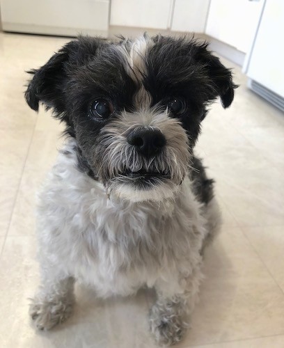 A toy size dog with a black head annd white body with small fold over ears, dark round eyes and a black nsoe sitting on a linoleum floor in a kitchen