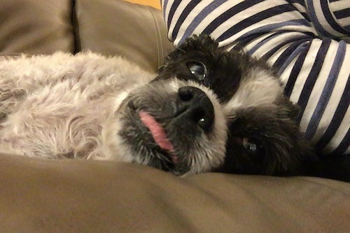 Side view of a small black and white dog with his pink tongue showing laying down on a couch next to a person wearing a black, blue and white striped shirt