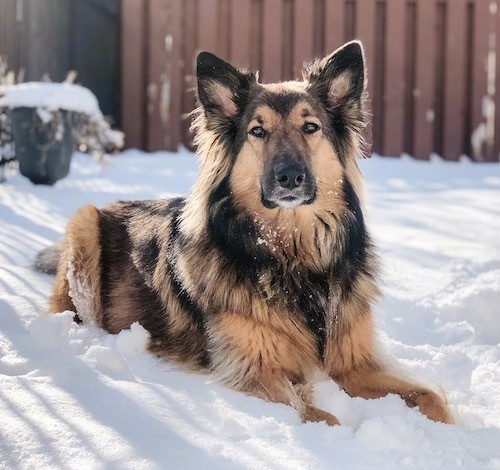 rough collie mix puppies for sale