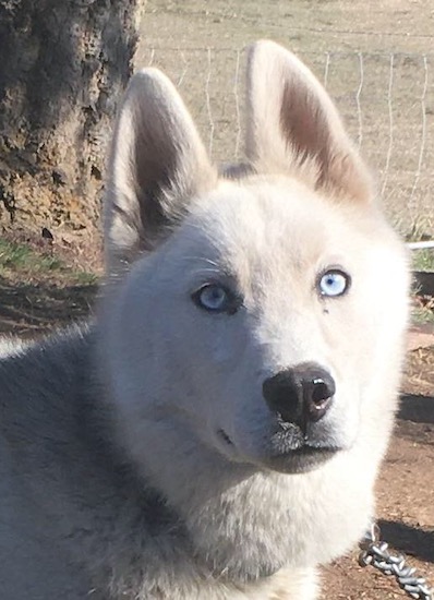 Front view head shot of a thick coated white dog with ice blue eyes and a black nose standing outside