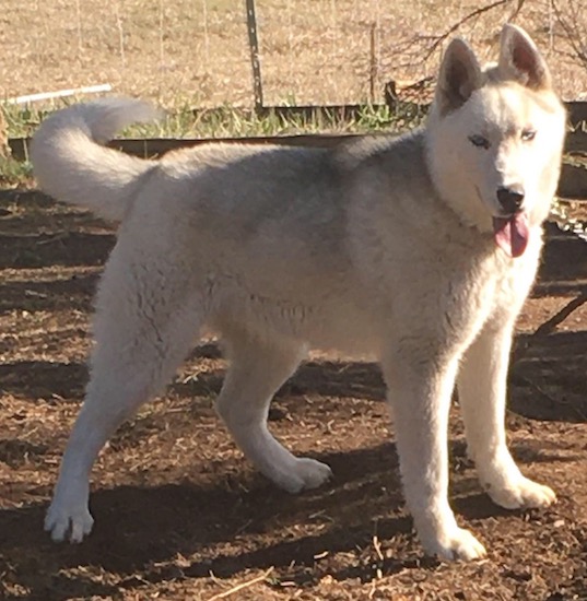 A fluffy white thick coated large breed dog with ice blue eyes standing outside in the shade