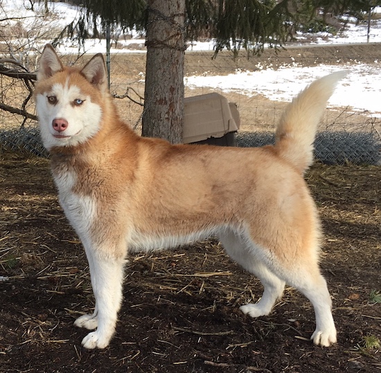 A red, thick coated large breed dog with a fluffy tail, prick ears one copper eye and one blue eye standing under a pine tree