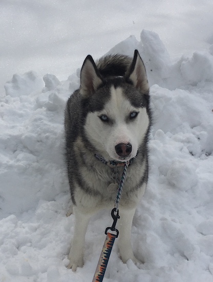 A large breed thick coated black and white dog with ice blue eyes and a brown black nose standing outside in the snow