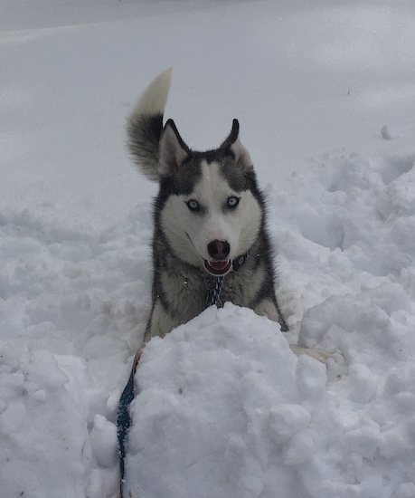 A black and white husky dog with blue eyes looking happy playing in the snow