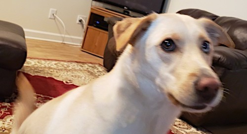 A large breed yellow dog with darker yellow ears, a brown nose and one blue eye and one brown eye sitting down in a living room