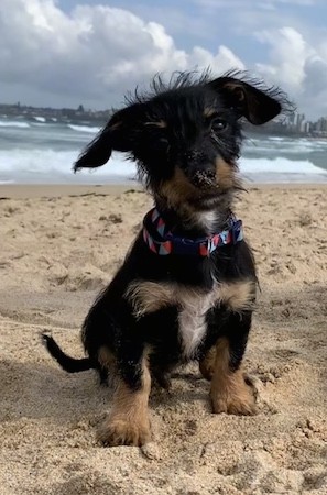 doxie terrier