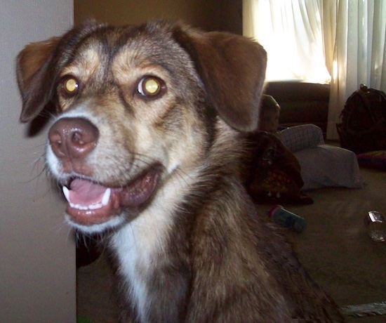 The smiling face of a brown, tan and white dog with a brown nose and ears that fold down to the sides inside a house.