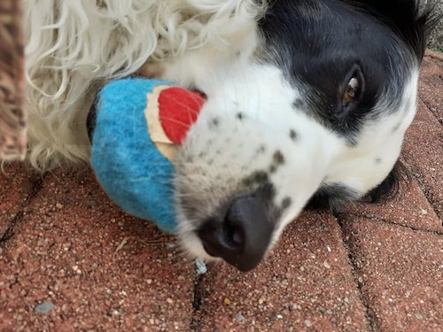 A black and white dog laying sideways on a brick walkway with a blue and red tennis ball in her mouth