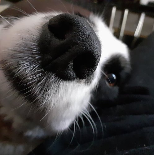 Close up of a black and white dog's' big black nose with one brown eye showing and white whiskers coming from her muzzle