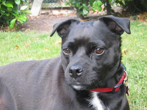 staffordshire bull terrier cross breeds