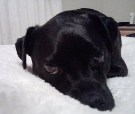A shiny coated, short-haired black dog with wide dark eyes laying down on a white fluffy bed inside of a house
