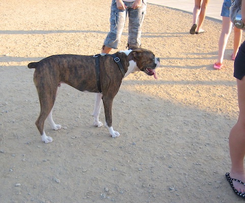 are ibizan hounds friendly or dangerous to strangers