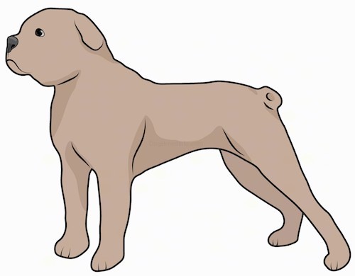 Side view of a stocky, muscular bully, mastiff type dog with a large head, big black nose and small ring tail standing