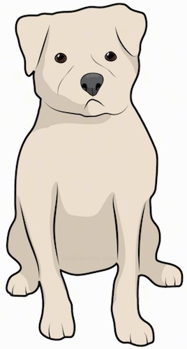 Front view of a stocky, wide-chested tan bully type dog with a big head, ears that hang to the front, dark eyes and a big black nose sitting down