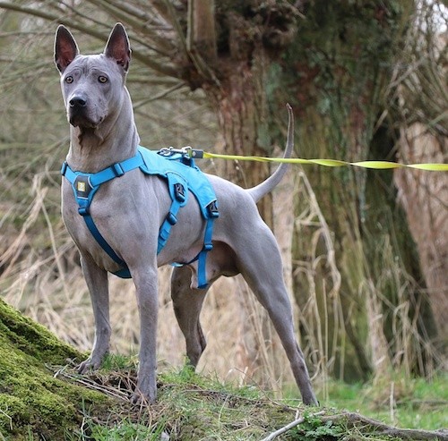 Front side view of a shorthaired, silver colored dog with extra skin and wrinkles around his face, large prick ears and silver eyes wearing a blue harness outside in the woods