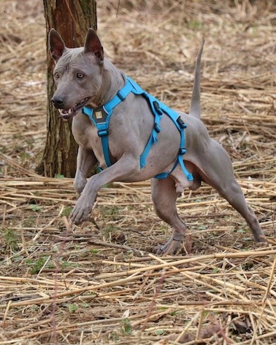 Front side view action shot of a gray dog with silver eyes, a long tail, wrinkles on his forehead and large prick ears running on top of dried stalks that are on the ground