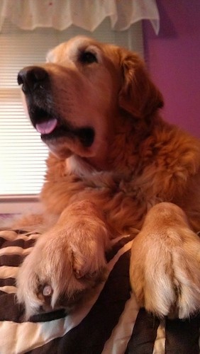 A very large golden colored dog with a big head, ears that hang to the sides, dark eyes, a big muzzle with a large black nose and a pink tongue showing laying down on a person's bed inside of a pink bedroom
