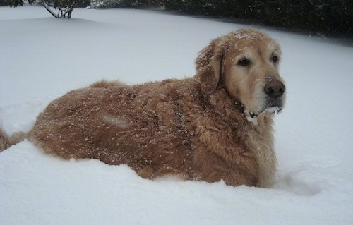 A large breed, thick coated, gold and tan dog with a large head, a big blocky muzzle with a big black nose and dark eyes laying down in snow with snow falling on and all around him