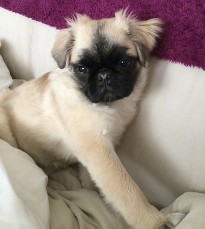 Tibetan Pug Dog Breed Information And Pictures