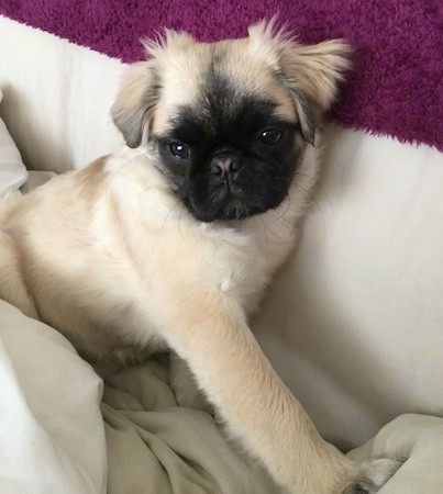 A little soft-looking tan dog with a black, round muzzle, dark eyes, fluffy ears that hang down to the sides and a pushed back snout sitting down on tan blankets next to a maroon pillow bed