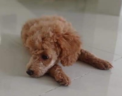 An apricot colored, small wavy-coated dog laying down on a shiny white tiled floor looking to the left.