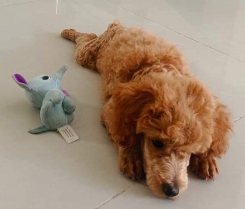 An apricot colored, small wavy-coated dog laying down next to a blue and purple elephent plush toy on a shiny white tiled floor.