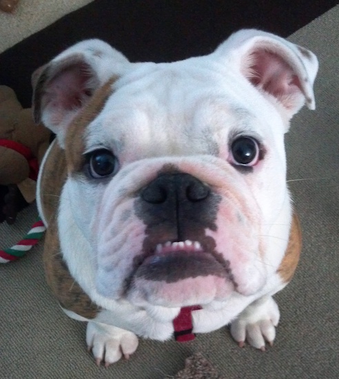 A Bulldog with a large round head and wide round dark eyes a big black nose and black lips with brown brindle on his back sitting down