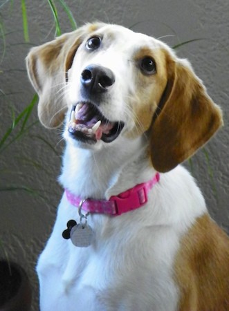 Front view of a white and fawn colored dog with a short coat, hanging ears, a black nose, wide dark eyes wearing a pink collar sitting down in front of a tan house