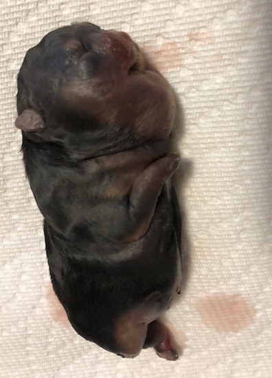 A little gray black puppy blown up like a balloon laying on a white paper towel