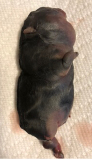 Side view of a little gray black puppy blown up like a balloon laying on a white paper towel